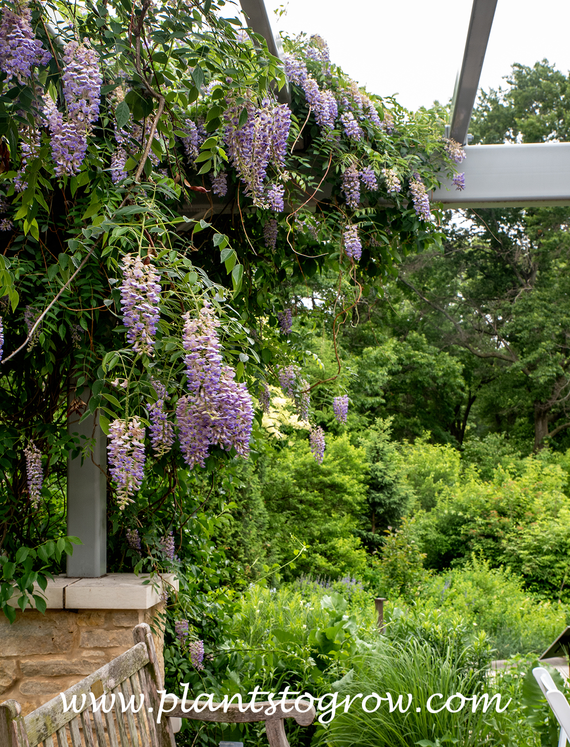 Summer Cascade Wisteria (Wisteria macrostachya) 
Flowering in mid-June in zone 5b.